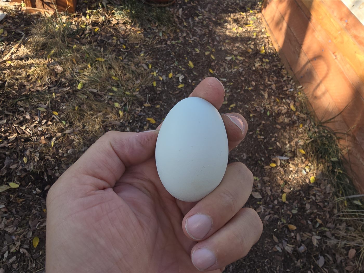 A perfect pale blue Easter Egger egg